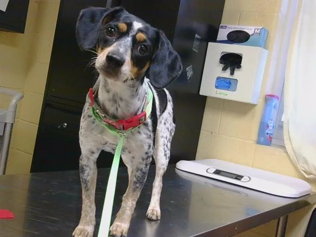 Spottie