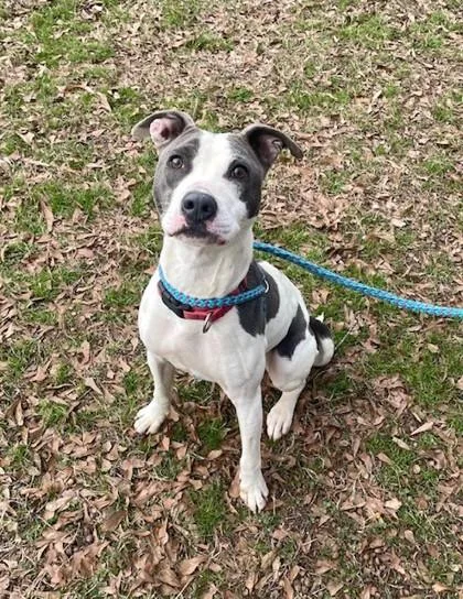 An adult medium-sized female Mixed Breed dog named Annabelle for adoption in Spartanburg, SC