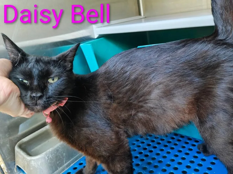 Daisy Belle