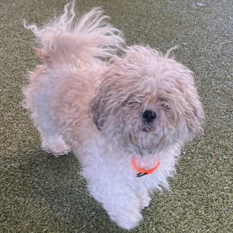 An adult small-sized male White / Cream Shih Tzu dog named Bruno for adoption in West Palm Beach, FL