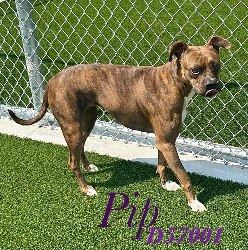 Pip