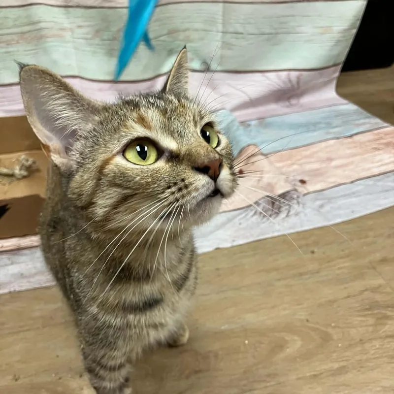 A young medium-sized female Torbie Domestic Short Hair cat named Karie for adoption in Verona, VA