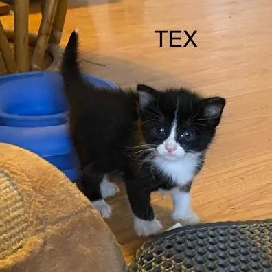 Tex