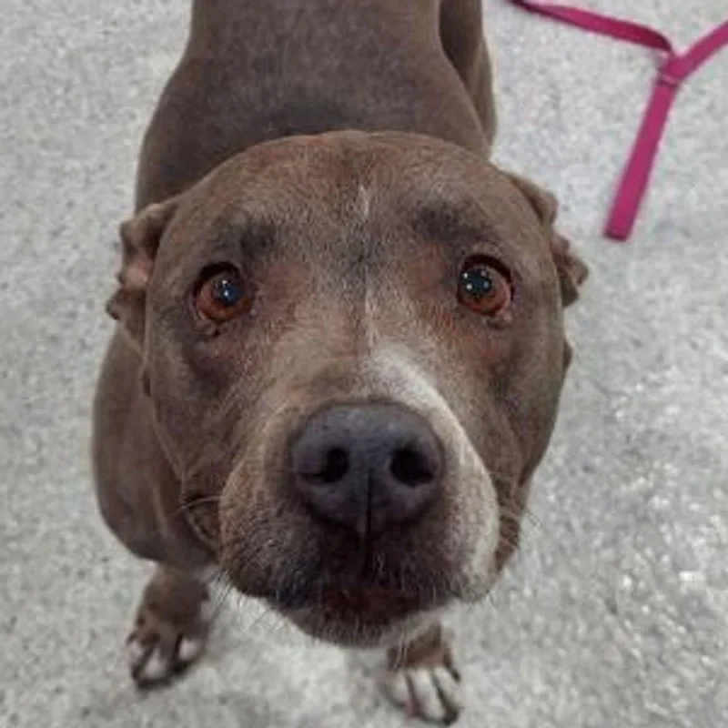 A senior medium-sized female Gray / Blue / Silver Staffordshire Bull Terrier dog named Shadow for adoption in Lake Havasu City, AZ