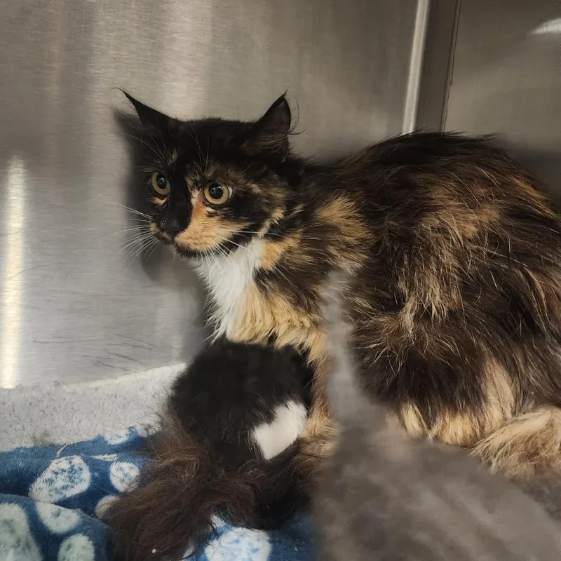 A young small-sized female Calico Domestic Medium Hair cat named Apple for adoption in Evensville, TN