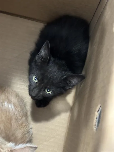 A baby medium-sized male Domestic Short Hair cat named Shadow for adoption in Dallas, TX