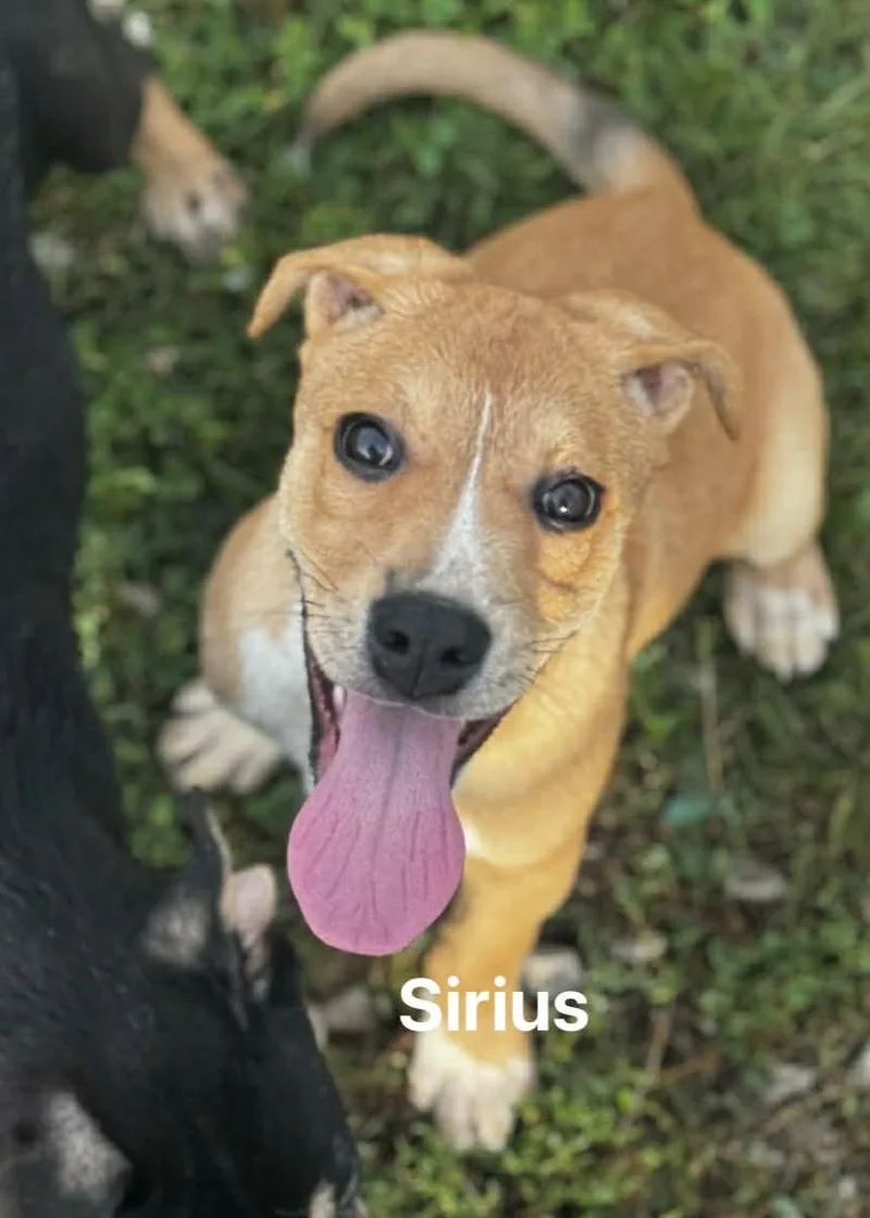 Sirius thumbnail 2