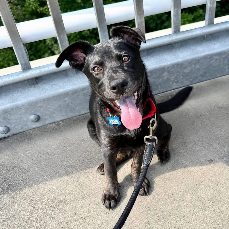 A young medium-sized male Black Shepherd dog named Elliot for adoption in Wappingers Falls, NY