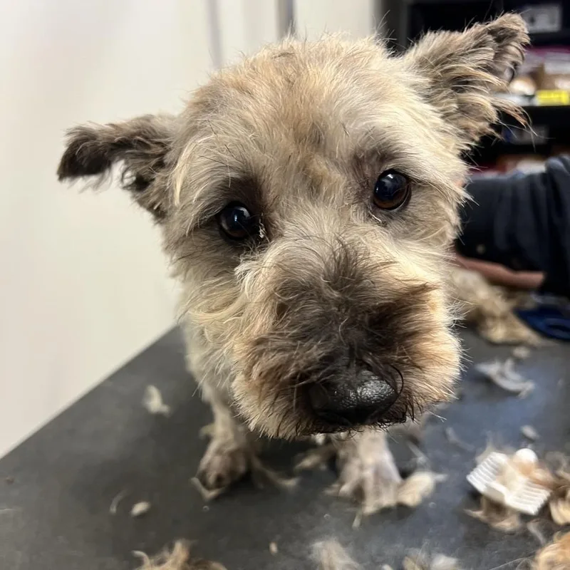 An adult small-sized female Black Terrier dog named Demitasse for adoption in Chattanooga, TN