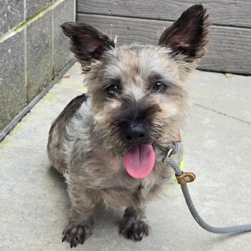 Demitasse thumbnail 2