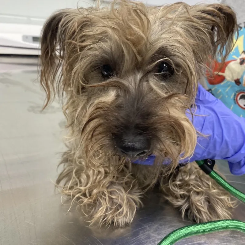 Demitasse thumbnail 3