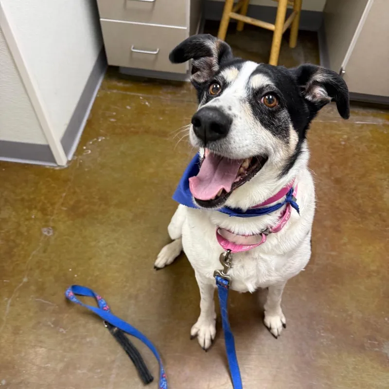 An adult large-sized female White / Cream Mixed Breed dog named Doris for adoption in Albuquerque, NM