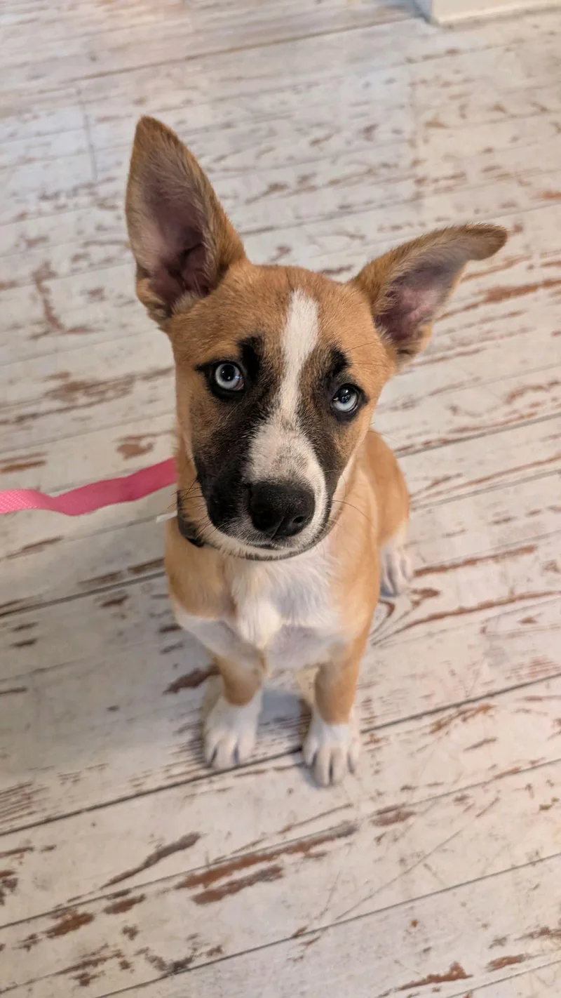 A young medium-sized female Yellow / Tan / Blond / Fawn Husky dog named Honey for adoption in Coldspring, TX