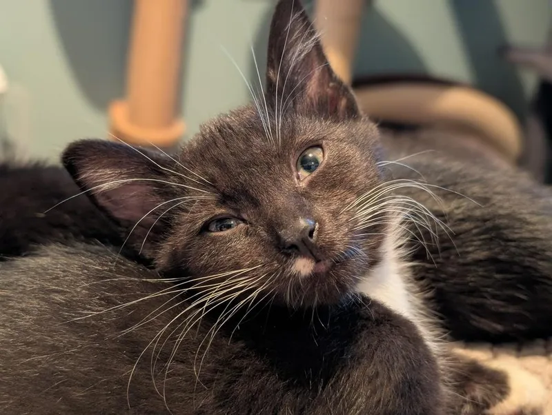 A baby small-sized female Black & White / Tuxedo Domestic Short Hair cat named Socks for adoption in Chicago, IL