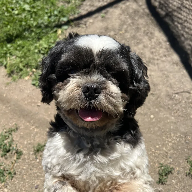 A young medium-sized male Black Shih Tzu dog named Rooster for adoption in Fairmont, MN