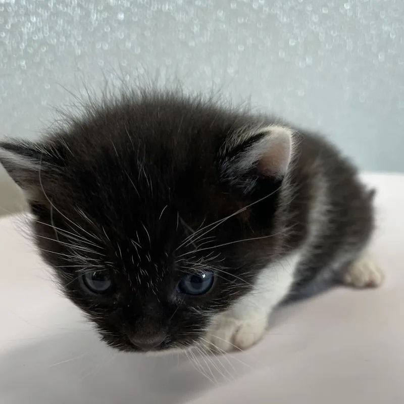 A baby small-sized male White Domestic Short Hair cat named Gale for adoption in Clearwater, FL