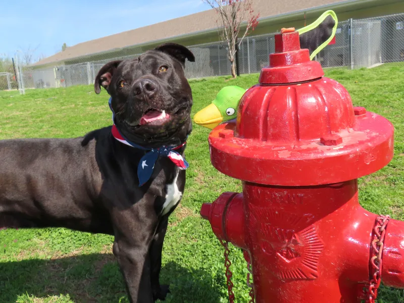 Clyde  C thumbnail 2