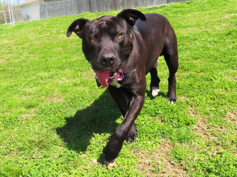 Clyde  C thumbnail 3