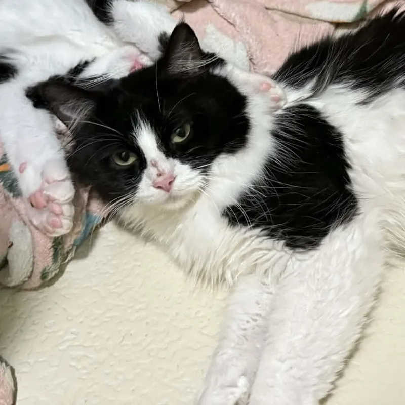 Mama Clause thumbnail 2