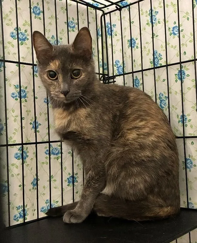 An adult medium-sized female Tortoiseshell Domestic Short Hair cat named Reeces Lashay for adoption in Cincinnati, OH