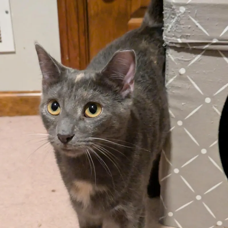 Wonder Woman thumbnail 3