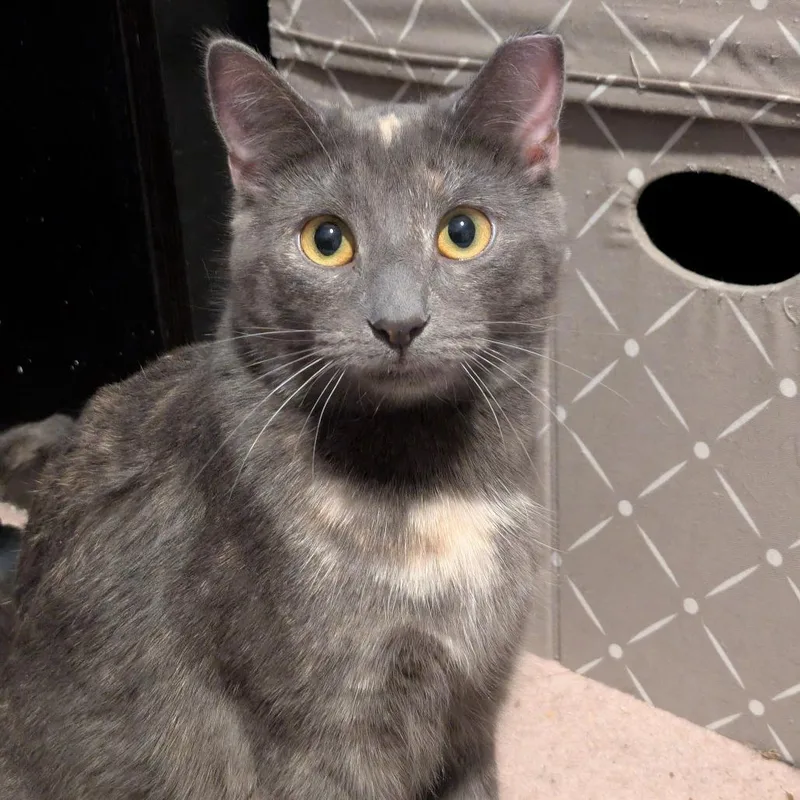 Wonder Woman thumbnail 4