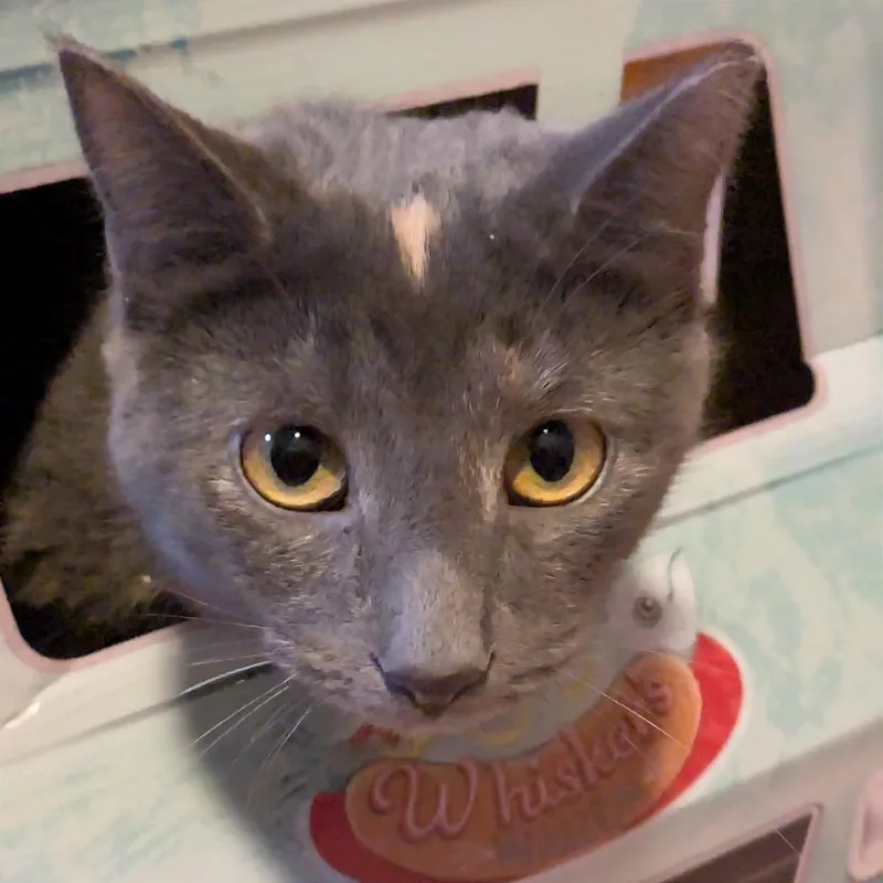 Wonder Woman thumbnail 6