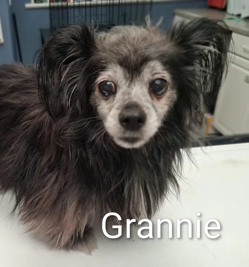 A senior small-sized female Black Pomeranian dog named Grannie for adoption in Maynardville, TN