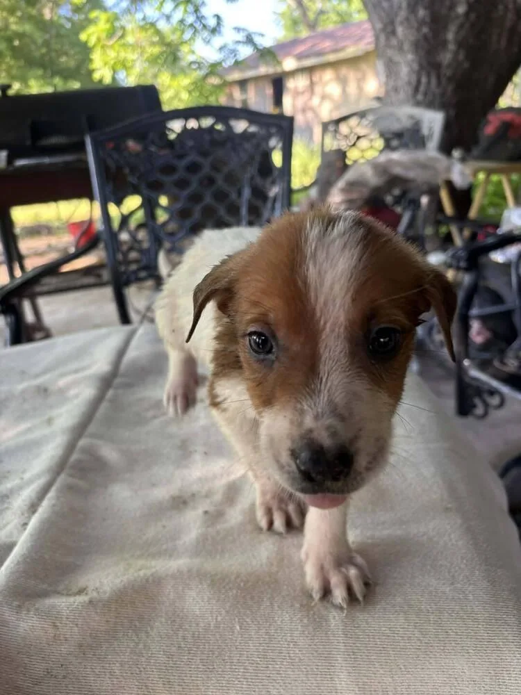 A baby small-sized female Tricolor (Brown, Black, & White) Mixed Breed dog named Nevada Pups: Taco for adoption in Dallas, TX