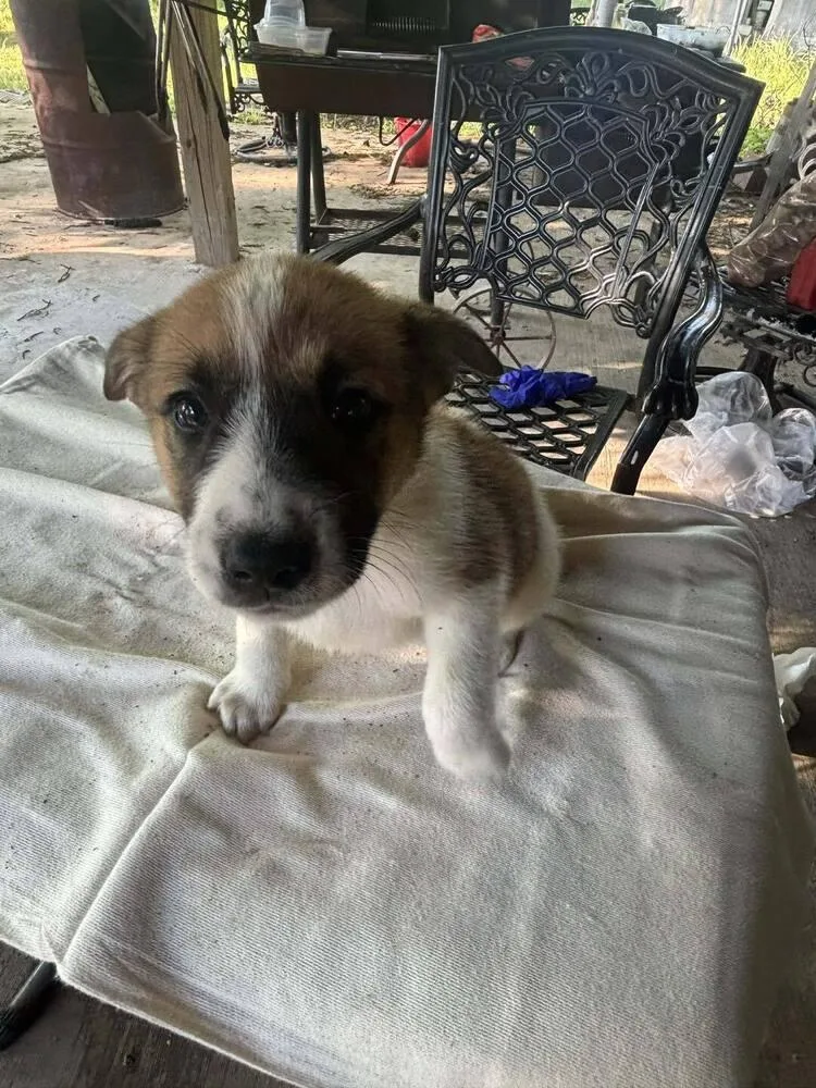 Nevada Pups: Taco thumbnail 2