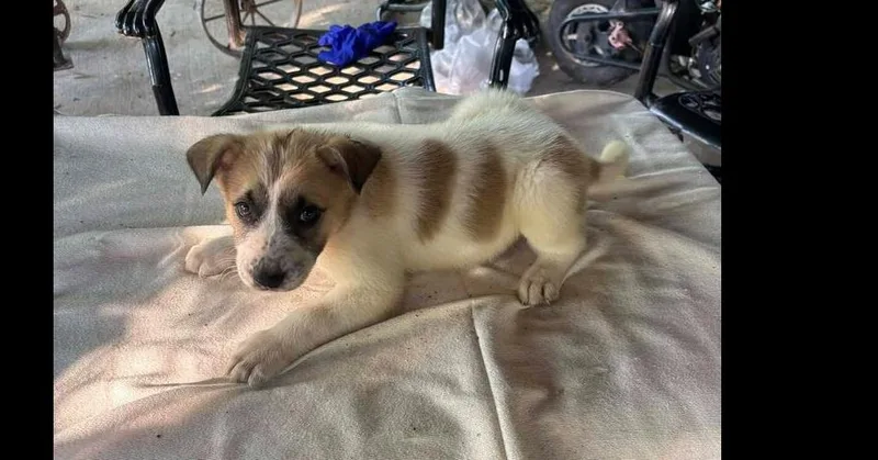 Nevada Pups: Taco thumbnail 3