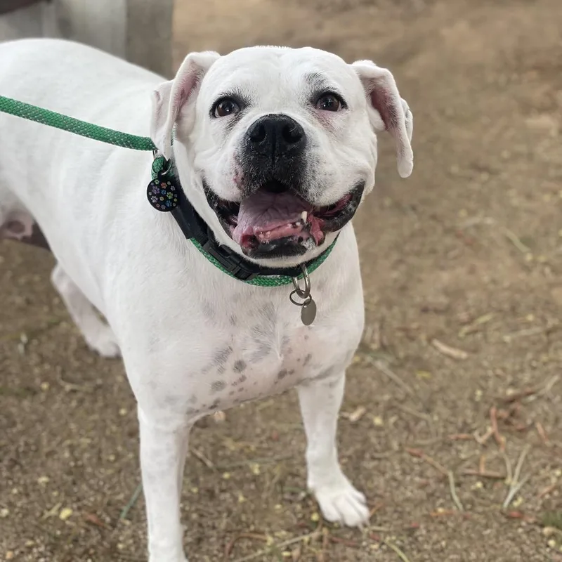 An adult large-sized female Boxer dog named Snowflake for adoption in Riverside, CA