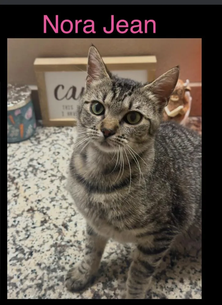 An adult medium-sized female Domestic Short Hair cat named Nora Jean for adoption in Lafayette, CO
