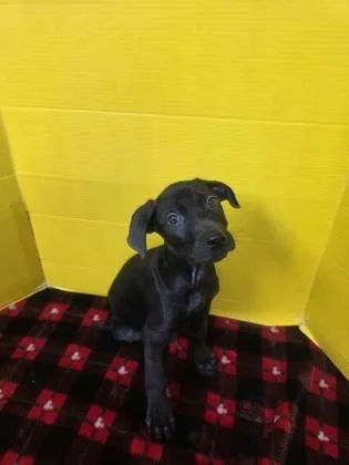 A baby large-sized male Labrador Retriever dog named Alabaster for adoption in Houston, TX