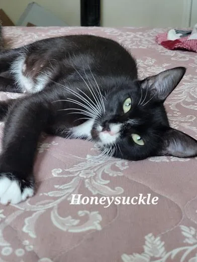 Honeysuckle thumbnail 2