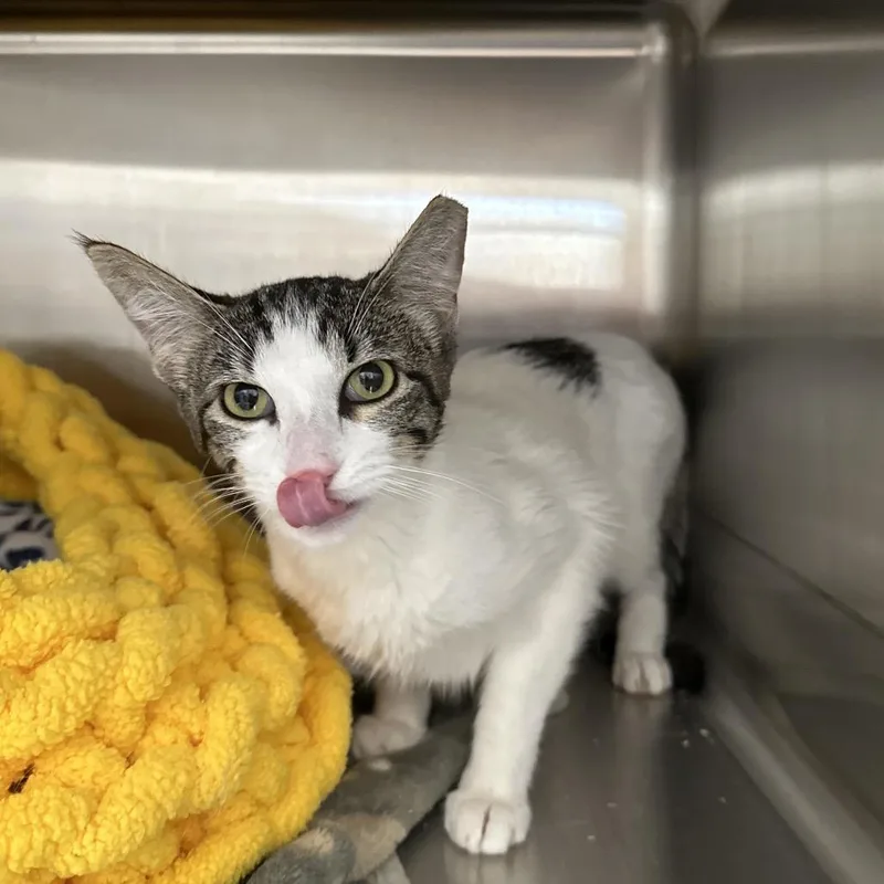 A young medium-sized female White Domestic Short Hair cat named Spot for adoption in Kanab, UT