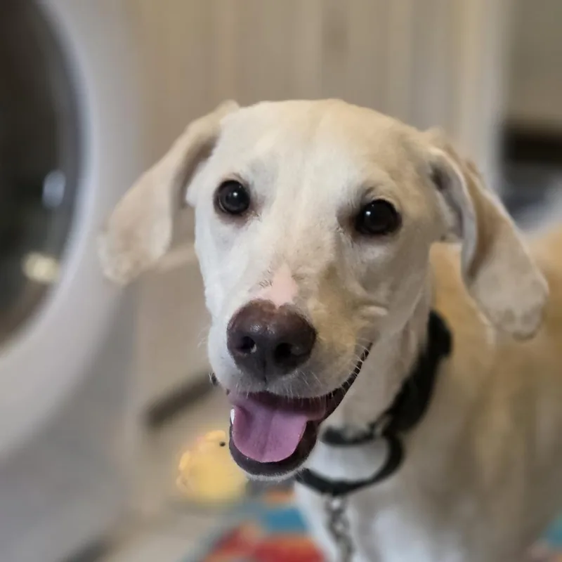 A young medium-sized male Whippet dog named Yetti for adoption in McKean, PA