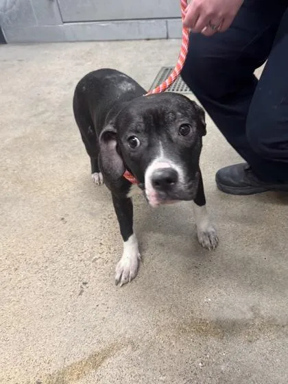 A baby medium-sized female Black Pit Bull Terrier dog named Gizmo for adoption in Cleveland, OH
