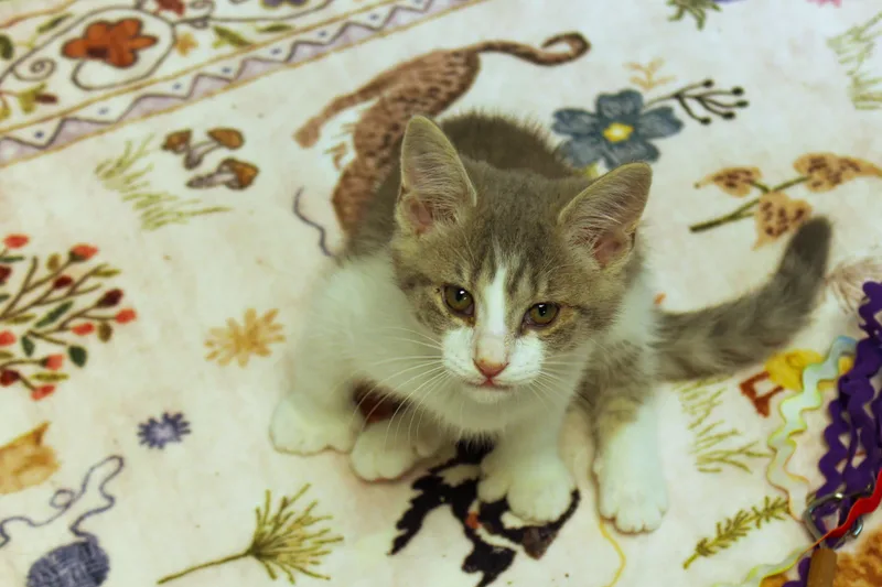 A baby medium-sized female Tabby (Gray / Blue / Silver) American Shorthair cat named Dolly for adoption in Urbana, OH