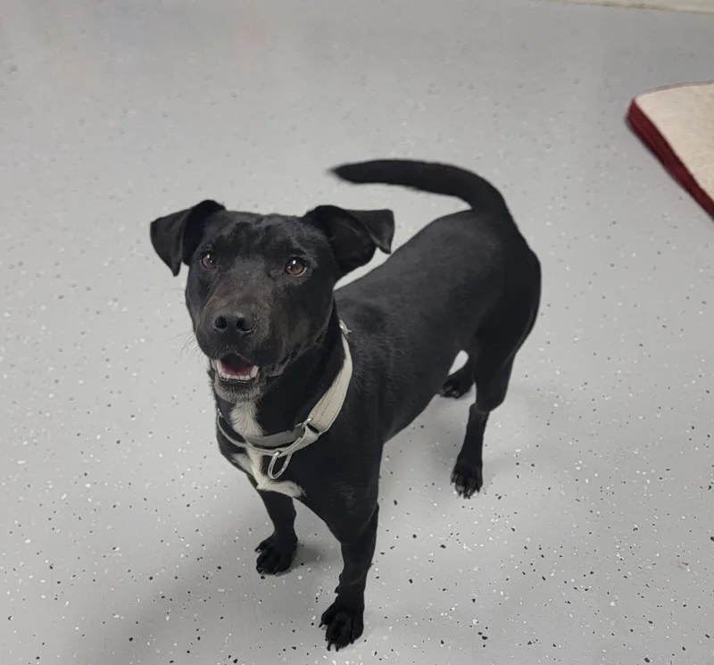 A young medium-sized male Black Labrador Retriever dog named Bluey for adoption in Salem, OH