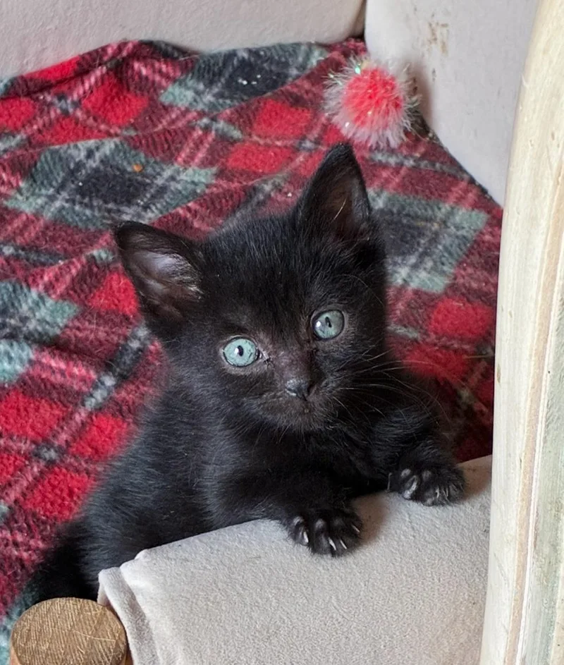 A baby small-sized male Black Domestic Short Hair cat named Cassion for adoption in Bayonne, NJ