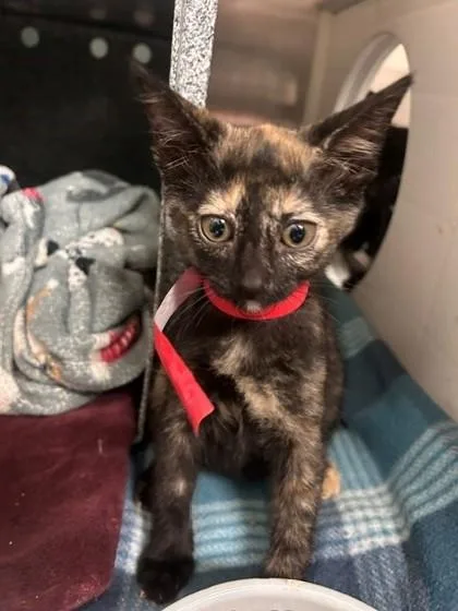 A baby small-sized female Domestic Short Hair cat named Cherry Bomb for adoption in Irving, TX
