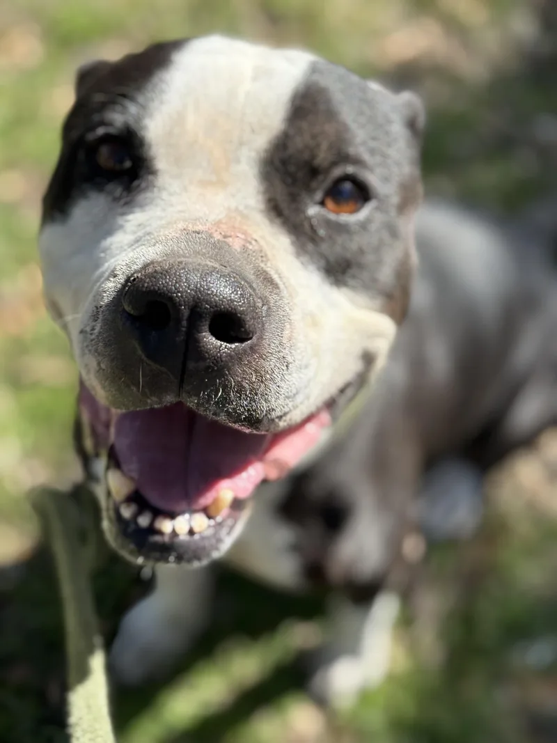 An adult medium-sized female Bicolor Mixed Breed dog named Marilyn for adoption in Blanco, TX