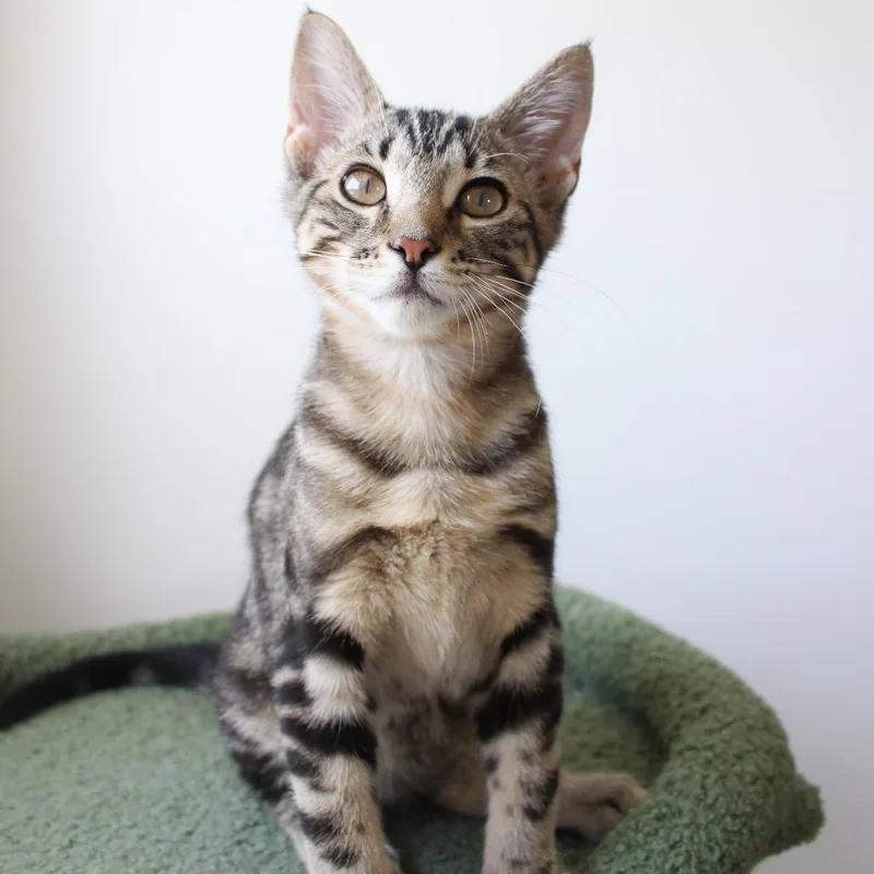 A baby small-sized female Brown / Chocolate Domestic Short Hair cat named Cyndaquil for adoption in Matteson, IL