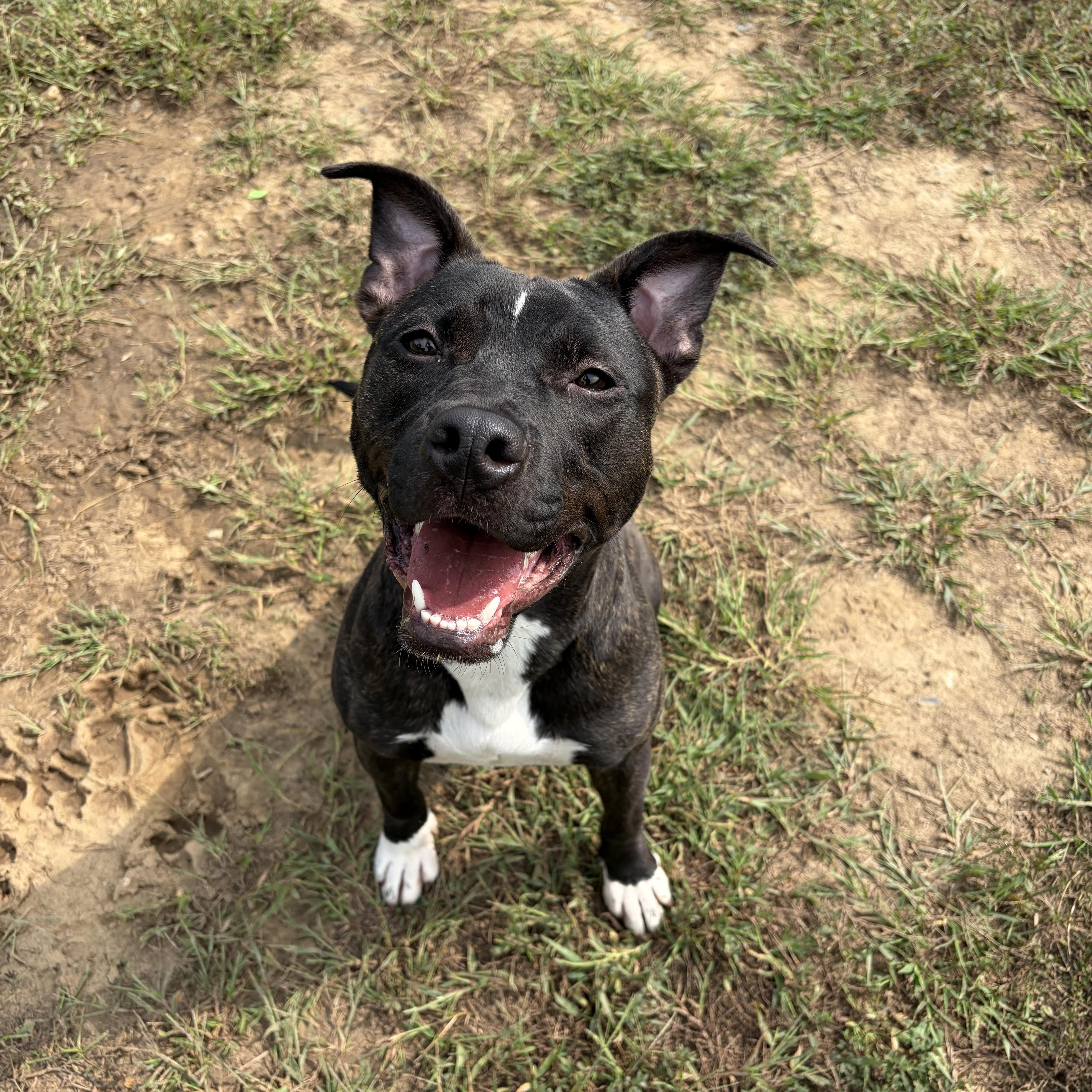 A young medium-sized female Pit Bull Terrier dog named Skittles for adoption in Manassas, VA