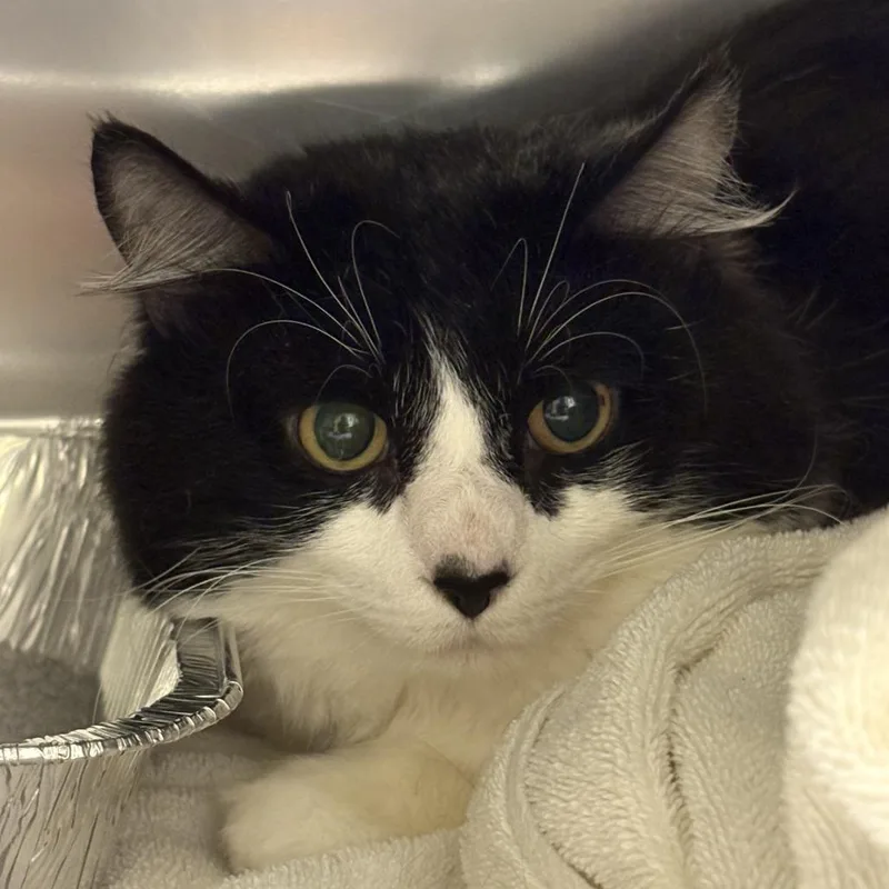An adult medium-sized male Black Domestic Short Hair cat named Pound Cake for adoption in Asheville, NC