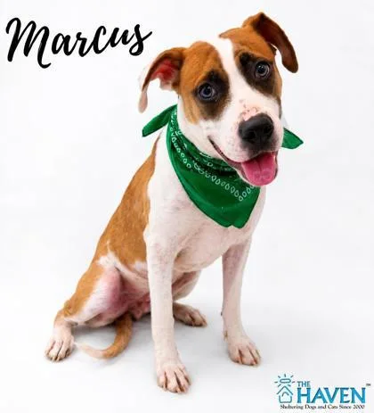 Marcus
