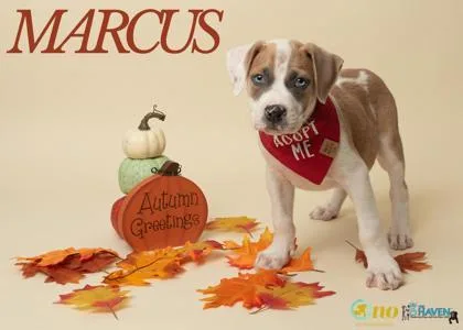 Marcus thumbnail 2