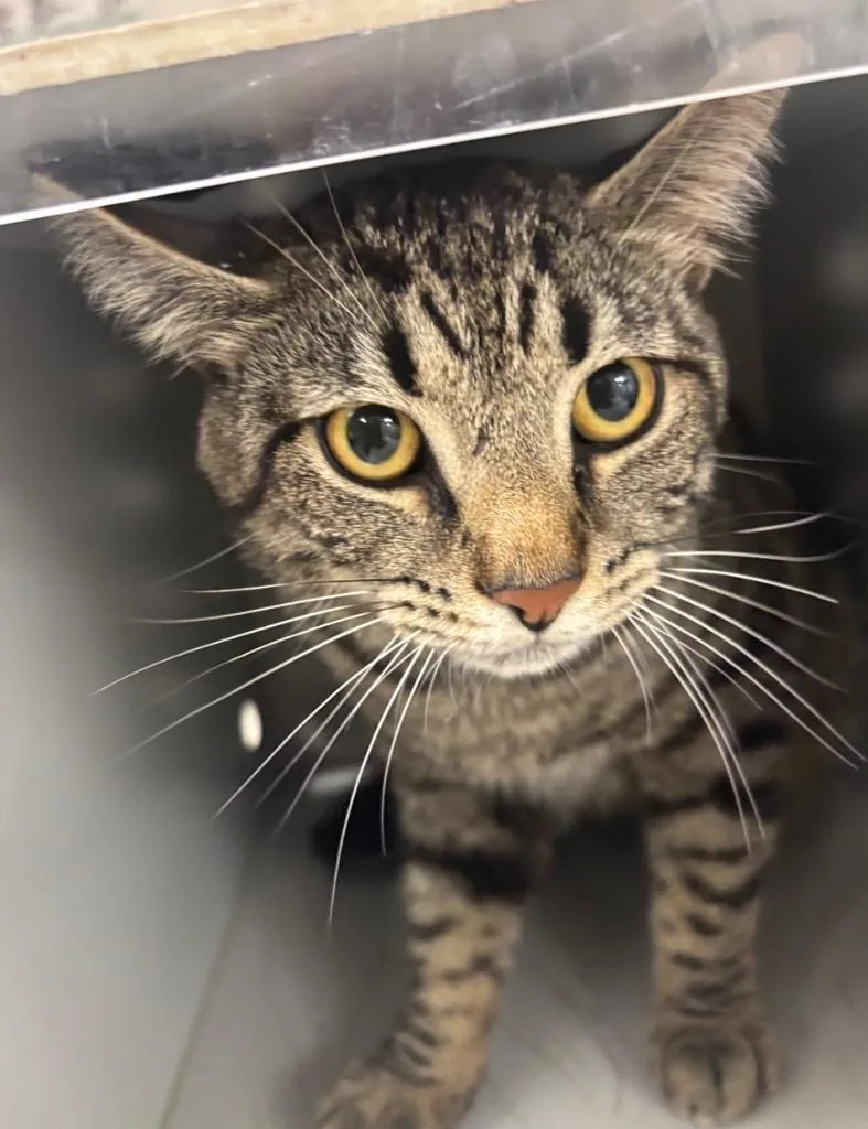 An adult large-sized male Domestic Short Hair cat named Rigby for adoption in Greenfield, IN