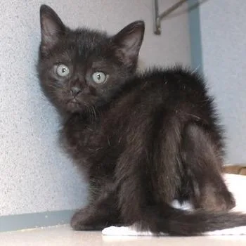 A baby small-sized female Black Domestic Short Hair cat named Midnight for adoption in Birmingham, AL